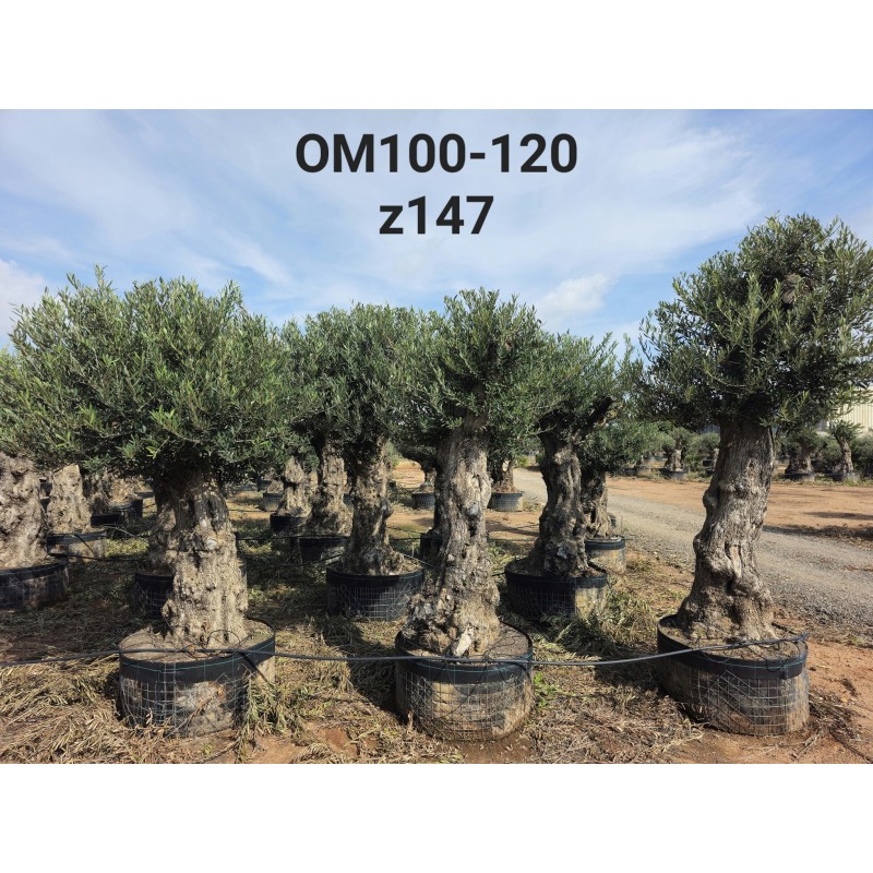OM100-120 OM100-120