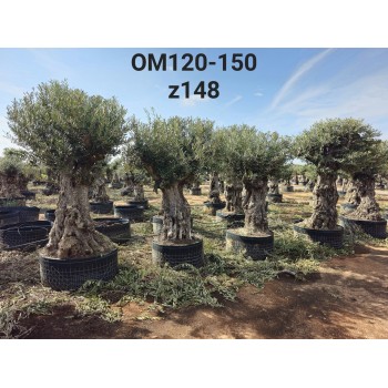 OM120-150 OM120-150
