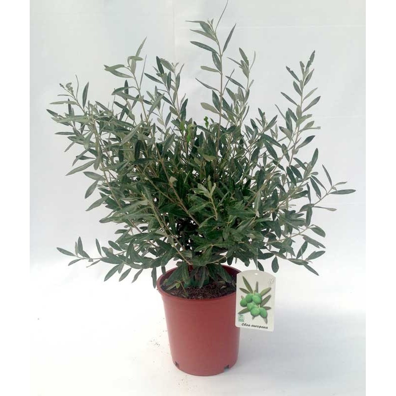 Olivier (Olea Europaea) - Arbuste Méditerranéen - 80-90 Cm - Pot ⌀ 19 Cm - Plante D'Extérieur